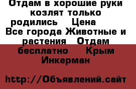 Отдам в хорошие руки козлят.только родились. › Цена ­ 20 - Все города Животные и растения » Отдам бесплатно   . Крым,Инкерман